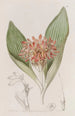 Daubenya fauve - Sydenham Edwards — vista de la obra