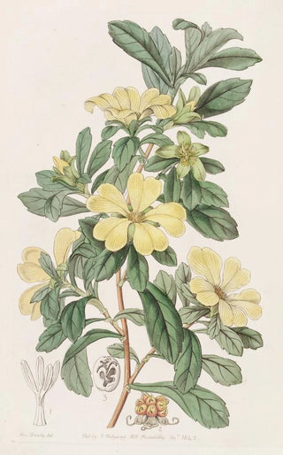 Sydenham Edwards - Tetrandrous Condollea.webp