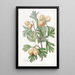 L'aronia épineux - Sydenham Edwards — framed artwork on a wall