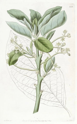 Sydenham Edwards - The Avocado Pear.webp