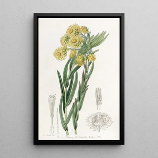 Sydenham Edwards - The Beautiful Morna.webp