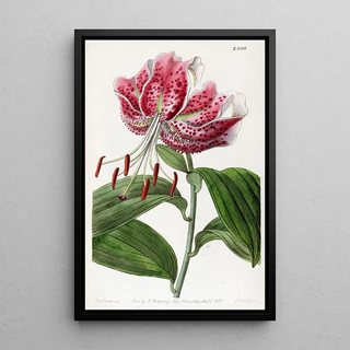 Sydenham Edwards - The Crimson Japan Lily.webp