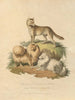 El perro de Nueva Gales del Sur y el perro de Pomerania - Sydenham Edwards — vista de la obra