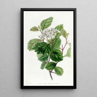 Sydenham Edwards - The Douglas Thorn.webp