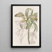 La cattleya à lèvres rugueuses du duc de Bedford - Sydenham Edwards — framed artwork on a wall