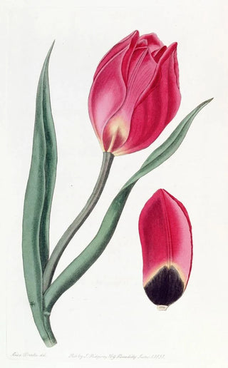 Sydenham Edwards - The Early Suns Eye Tulip.webp