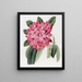 The Rhododendron of Highclere - Sydenham Edwards — framed artwork on a wall