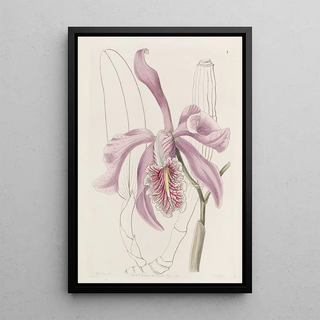 Sydenham Edwards - The Larger Cattleya.webp