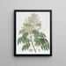 L'Arbre Longane - Sydenham Edwards — cuadro enmarcado en la pared