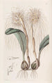 L'Orchis Tête de Méduse - Sydenham Edwards — vista de la obra