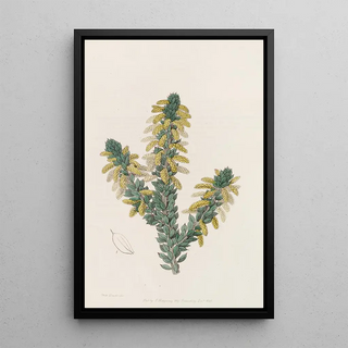 Sydenham Edwards - The Mourning Wattle.webp