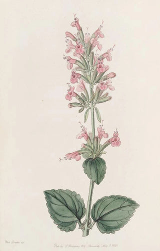 Sydenham Edwards - The Pale Cedronel.webp