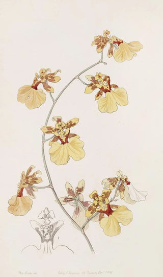 Sydenham Edwards - The Pelican Oncid.webp