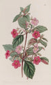 L'Achimenes Rose - Sydenham Edwards — vista de la obra