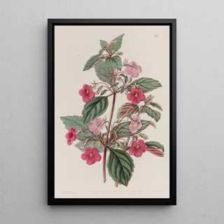 Sydenham Edwards - The Rosecoloured Achimenes.webp