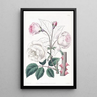 Sydenham Edwards - The Ruga Rose.webp