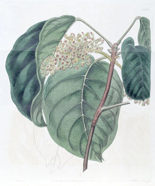 Sydenham Edwards - The Sierra Leone Tragacanth Tree.webp