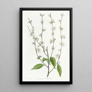 Sydenham Edwards - The Single Chinese Plum.webp