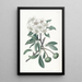 The Snow Pear Tree - Sydenham Edwards — framed artwork on a wall