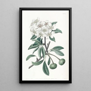 Sydenham Edwards - The Snow Pear.webp