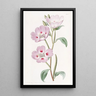 Sydenham Edwards - The Spotted Blush Oenothera.webp