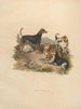 El Terrier - Sydenham Edwards — vista de la obra