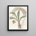 La Feuille à Lettres Tachetée de Tigre - Sydenham Edwards — framed artwork on a wall