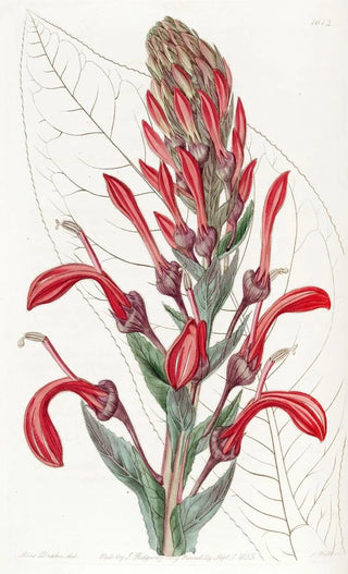 Sydenham Edwards - The TupaPoison Plant.webp