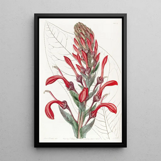 Sydenham Edwards - The TupaPoison Plant.webp