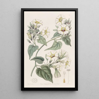 Sydenham Edwards - The Whitecluster Ipomaea.webp