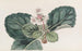 La Saxifrage india con flecos gruesos - Sydenham Edwards — vista de la obra