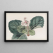 La Saxifrage india con flecos gruesos - Sydenham Edwards — cuadro enmarcado en la pared