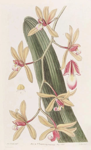 Sydenham Edwards - Thickleaved Cymbidium.webp