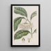 Le hoya à feuilles épaisses - Sydenham Edwards — framed artwork on a wall