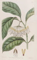 Le hoya à feuilles épaisses - Sydenham Edwards — artwork view