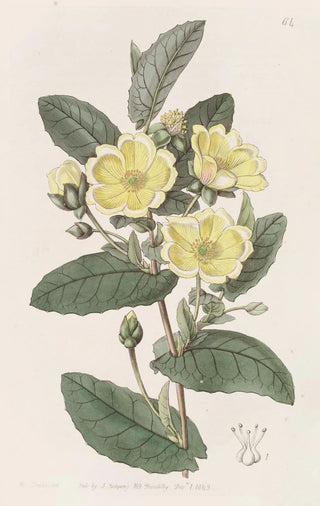 Sydenham Edwards - Thoroughwax Hibbertia.webp