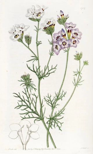 Sydenham Edwards - Threecoloured Gilia.webp