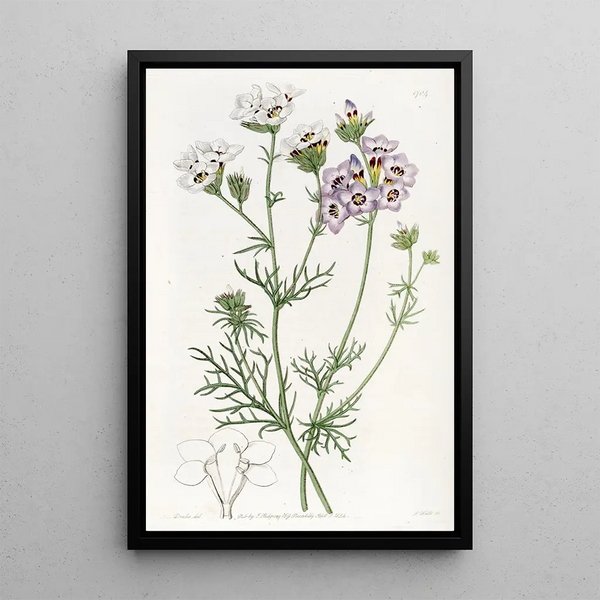 Sydenham Edwards - Threecoloured Gilia.webp
