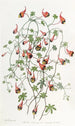 El Tropaeolum Tricolore - Sydenham Edwards — vista de la obra