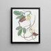 Aristote Trilobée - Sydenham Edwards — framed artwork on a wall