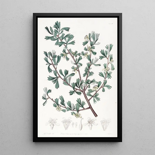 Sydenham Edwards - Threetoothed Purshia.webp