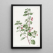 Fucsia con hojas de tomillo - Sydenham Edwards — cuadro enmarcado en la pared