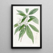 Reevesia à fleurs en thyrse - Sydenham Edwards — framed artwork on a wall