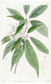Reevesia à fleurs en thyrse - Sydenham Edwards — artwork view