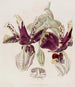 Stanhopea a Flores Rayadas - Sydenham Edwards — vista de la obra