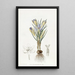 Crocus minúsculo - Sydenham Edwards — cuadro enmarcado en la pared