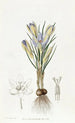 Crocus minúsculo - Sydenham Edwards — vista de la obra