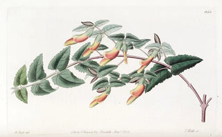 Sydenham Edwards - Toothleaved Scottia.webp