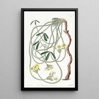 Sydenham Edwards - Tortuous Oxalis.webp