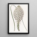 Xerophyllum à feuilles coriaces - Sydenham Edwards — cuadro enmarcado en la pared
